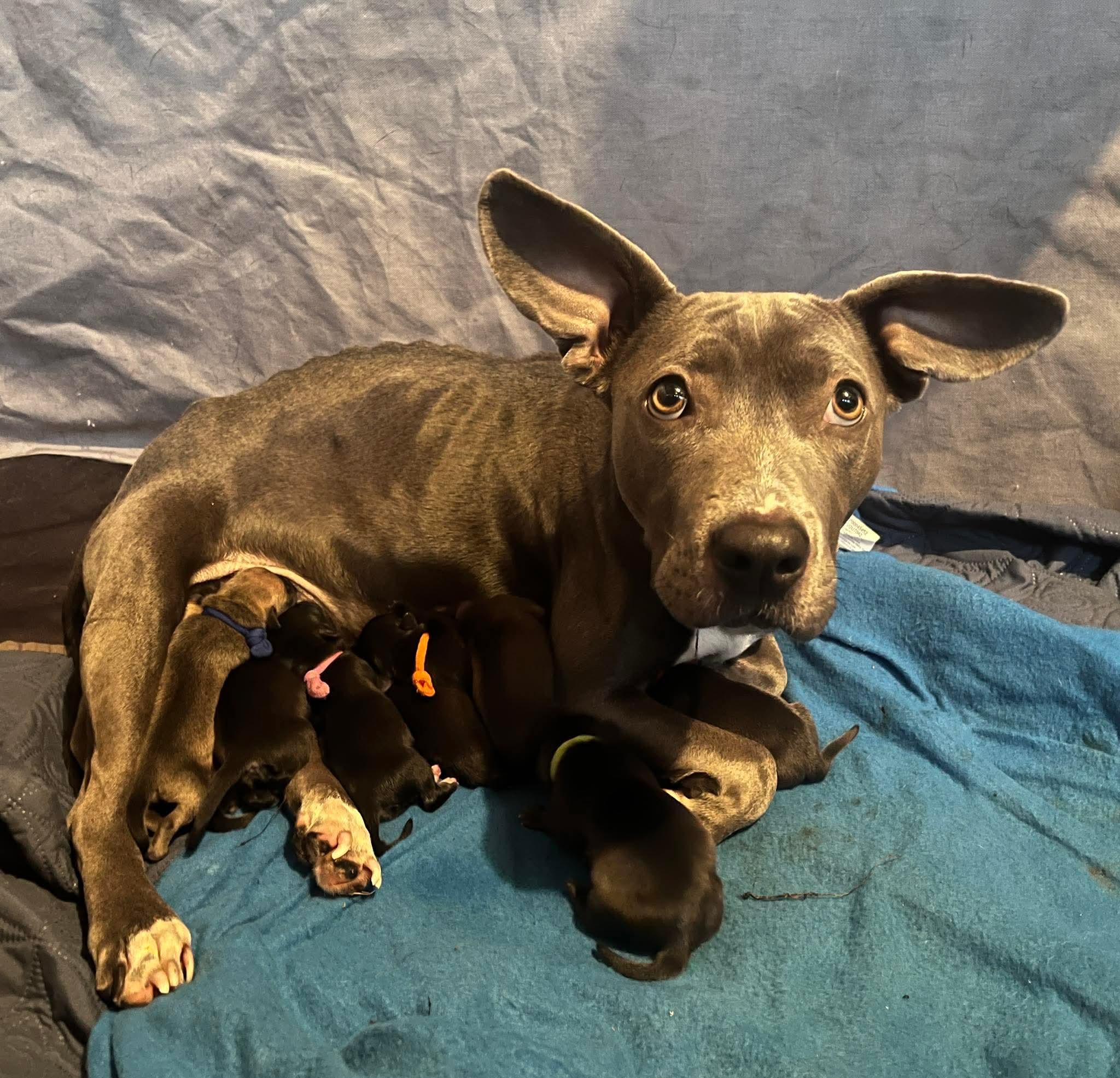 Holly, a Adoptable mixed breed in O'Fallon, MO image 4/6