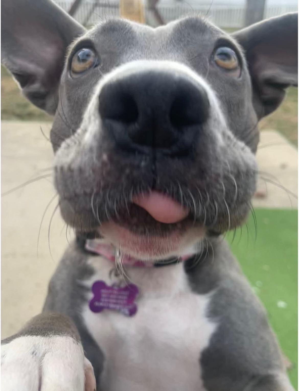 Holly, a Adoptable mixed breed in O'Fallon, MO image 3/6