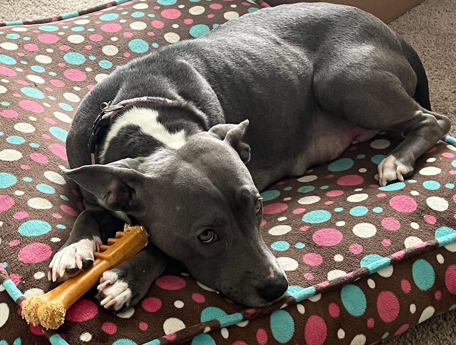 Holly, a Adoptable mixed breed in O'Fallon, MO image 5/6