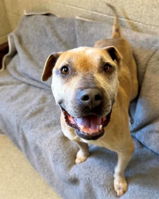 Enlarge CANELA, a Adoptable Pit Bull Terrier in San Luis Obispo, CA image 1/1