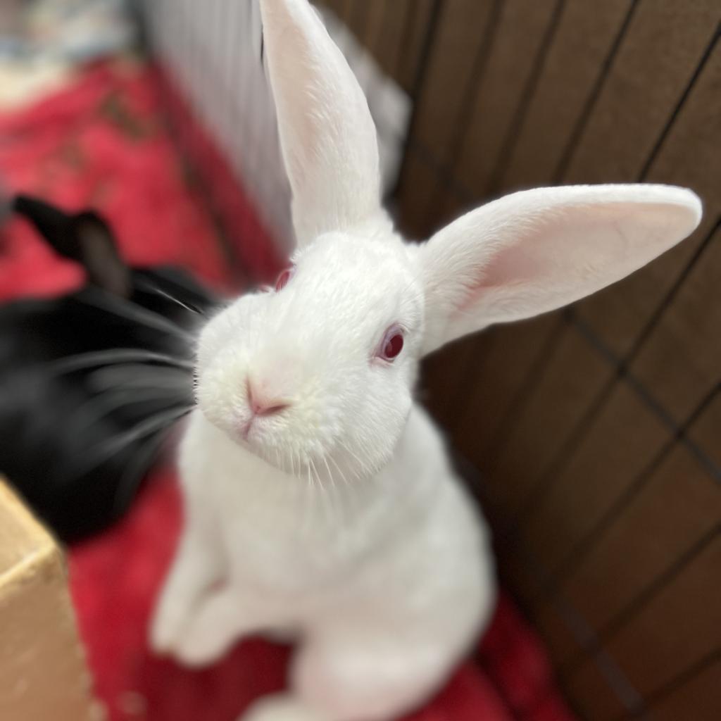 Pikachu, Adoptable, Adult Male American.