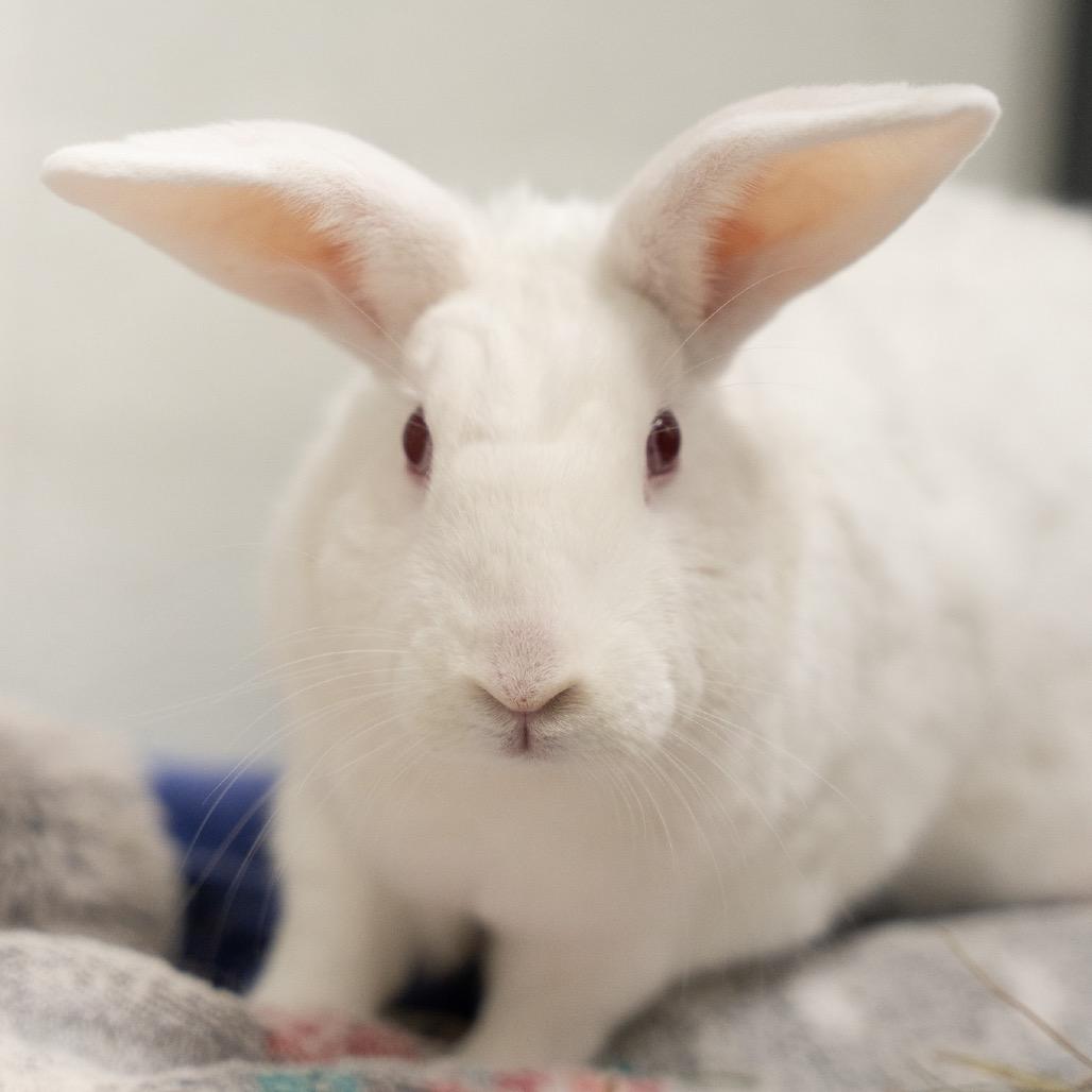 Enlarge Pikachu, a Adoptable American in Kennesaw, GA image 2/2