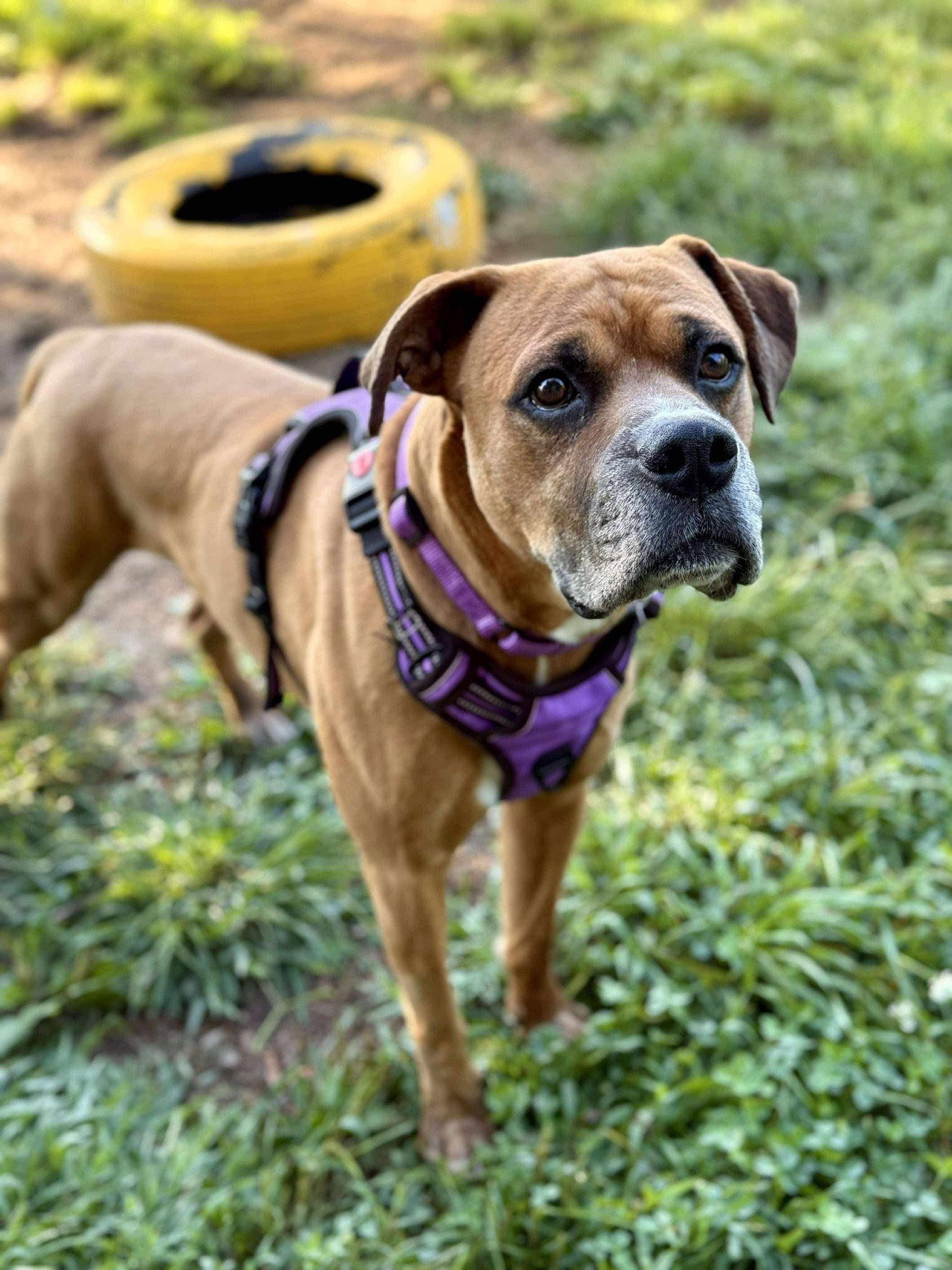 Guenther, Adopted, Adult Male Boxer.