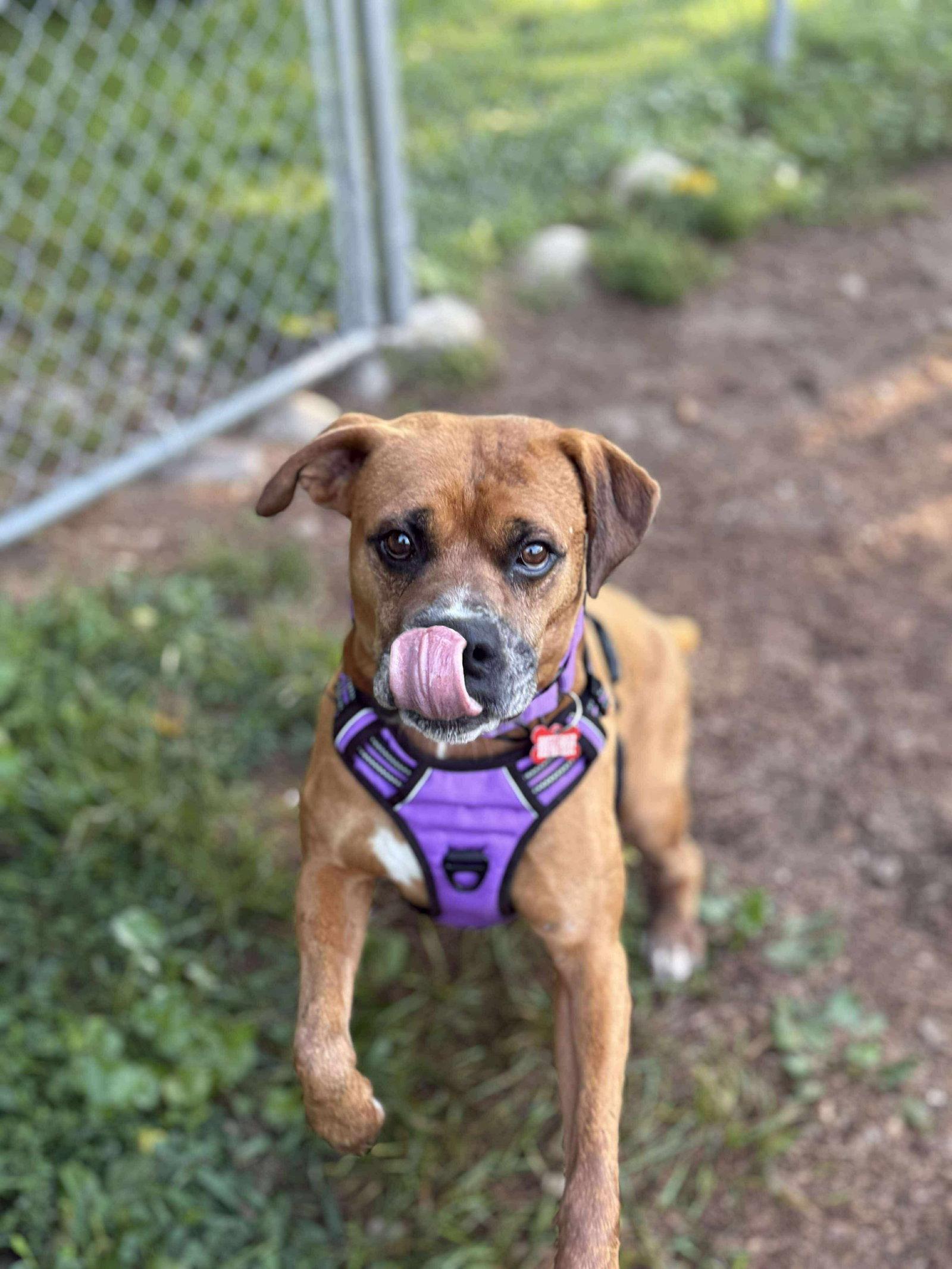 Guenther, a Adopted Boxer in Livonia, MI image 2/3