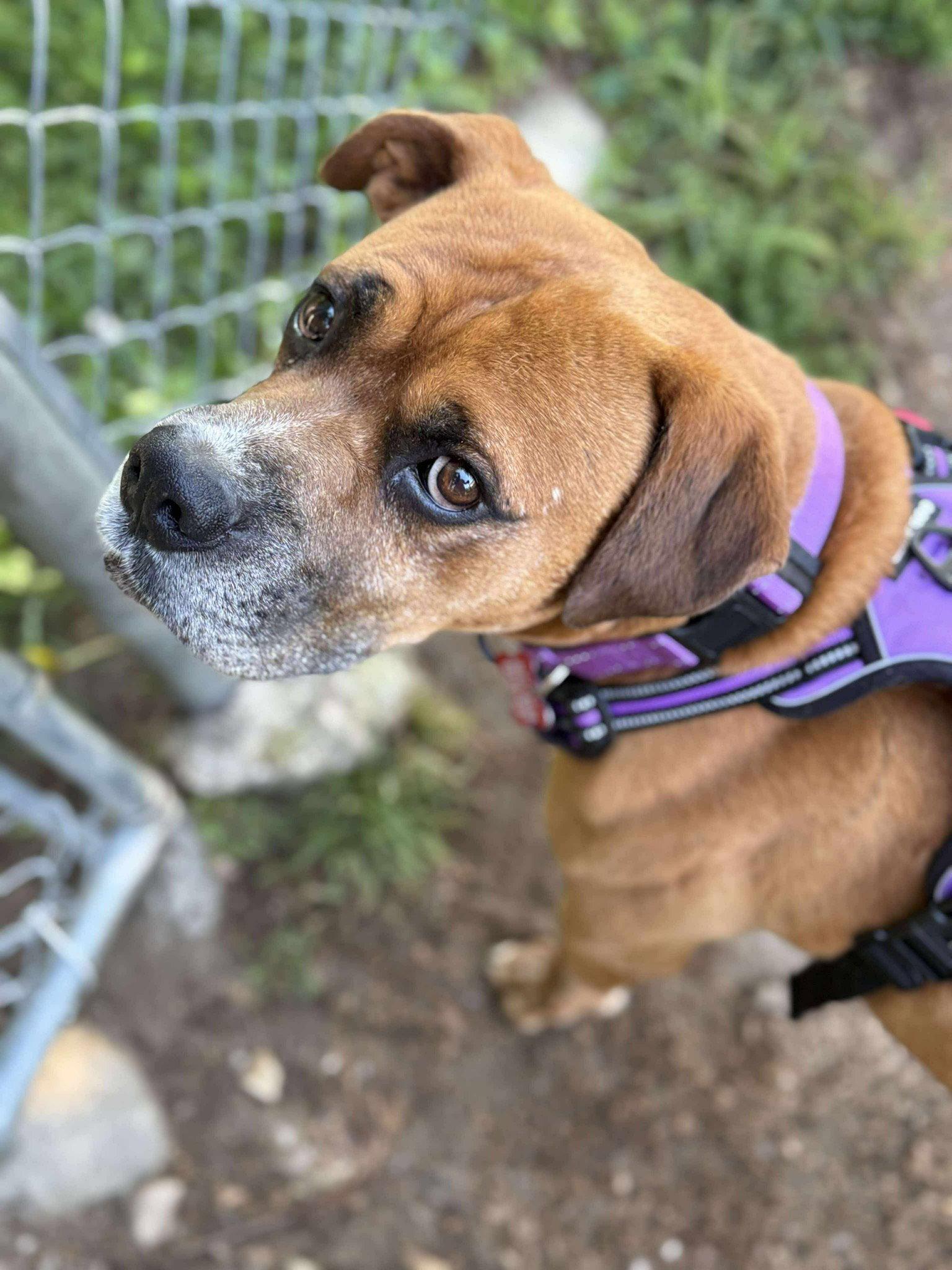 Guenther, a Adopted Boxer in Livonia, MI image 3/3