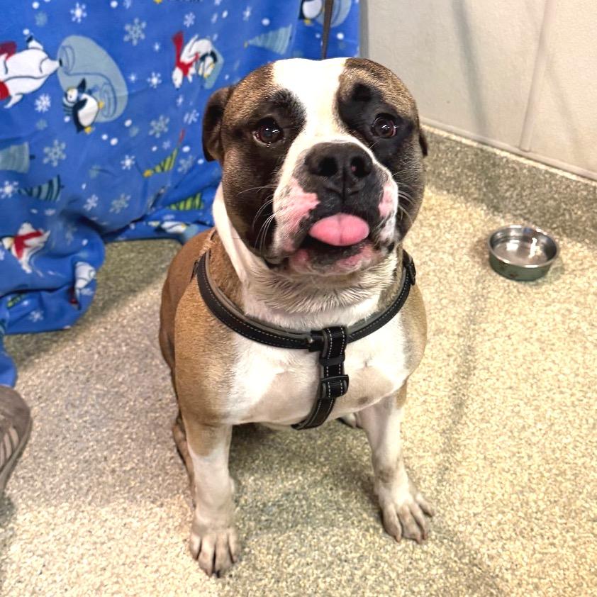 Tugboat/ Chonkers*, Adoptable, Adult Male Pit Bull Terrier.