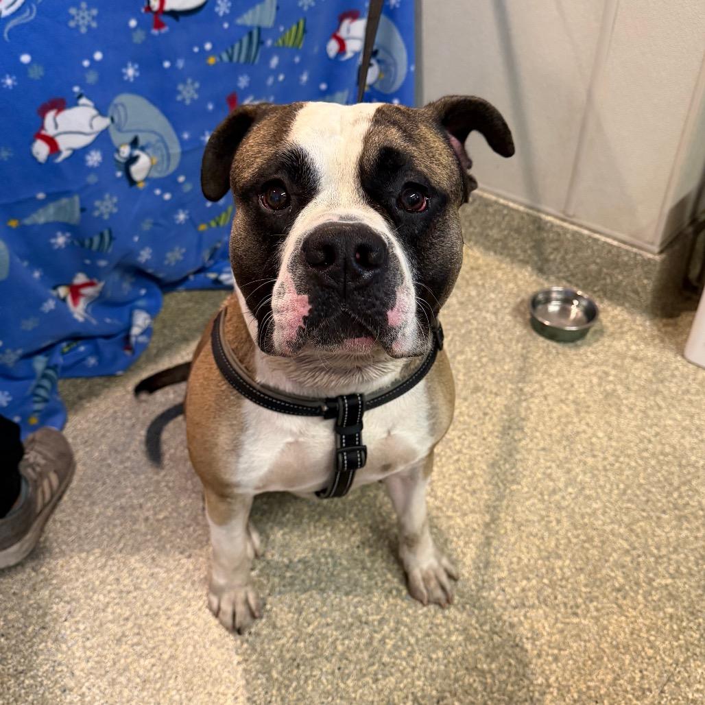 Enlarge Tugboat/ Chonkers*, a Adoptable Pit Bull Terrier in San Gabriel, CA image 2/2
