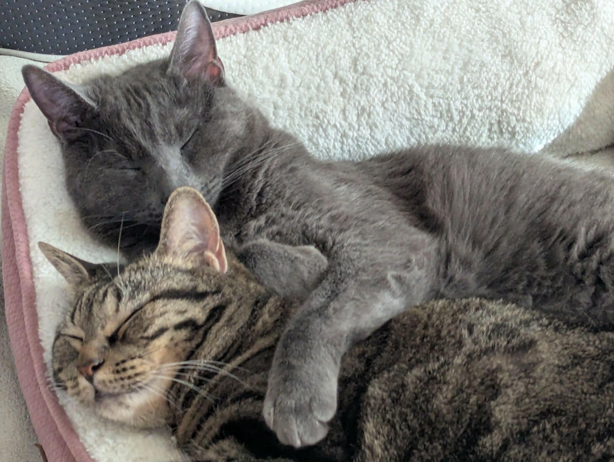 Enlarge Moonshine, a ADOPTABLE Russian Blue in Temple, TX image 2/3