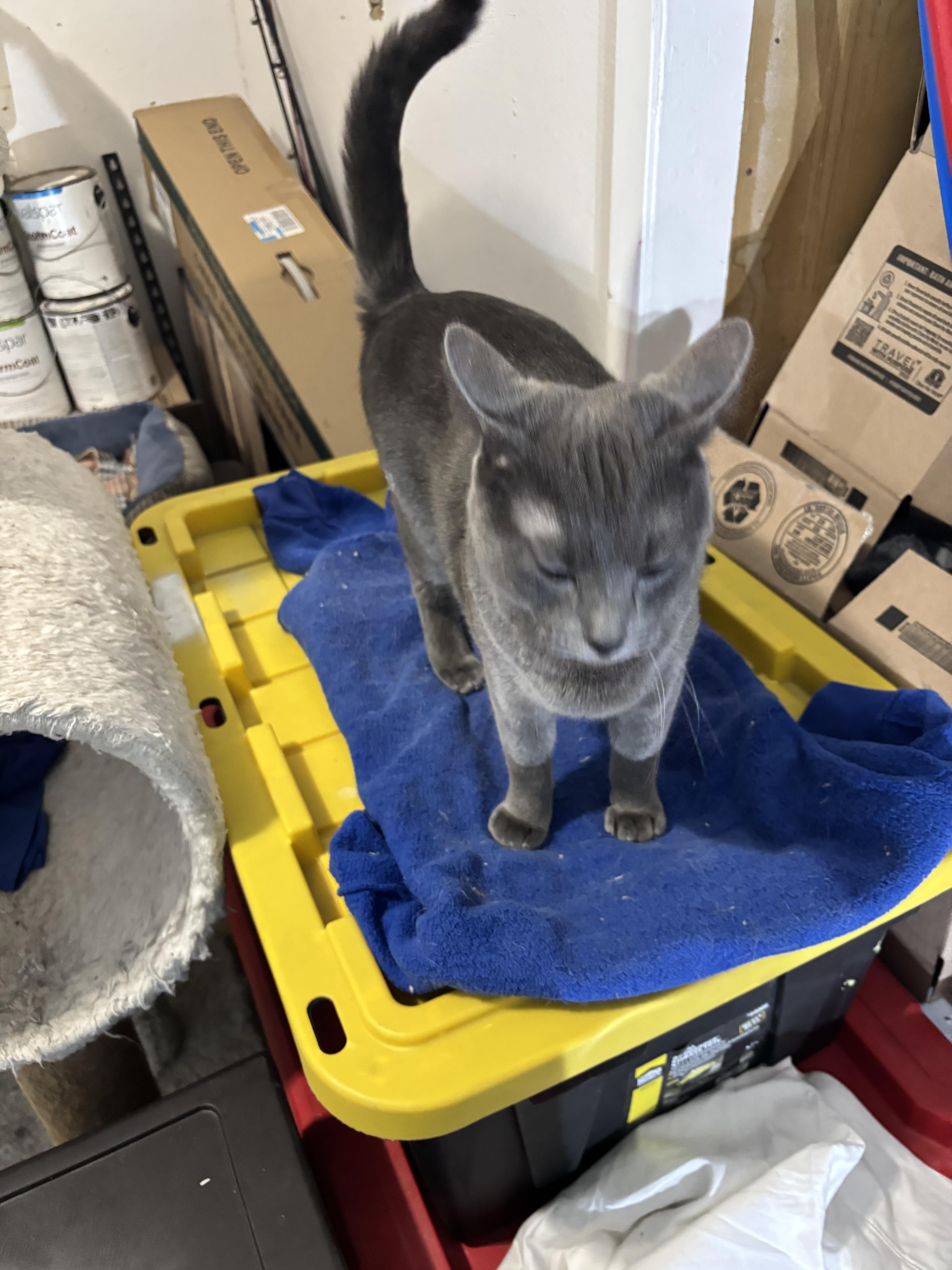 Enlarge Moonshine, a ADOPTABLE Russian Blue in Temple, TX image 3/3