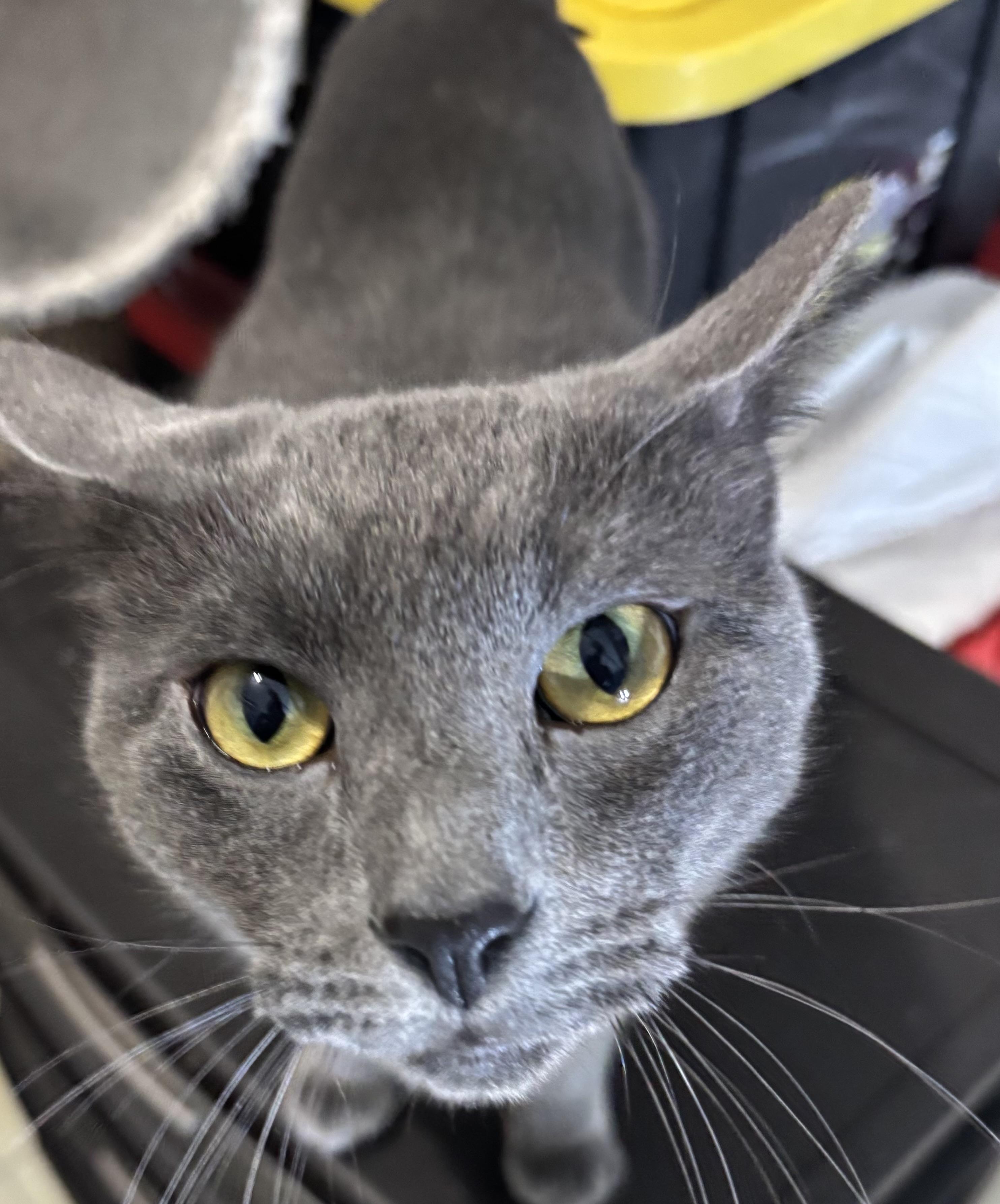 Moonshine, ADOPTABLE, Adult Male Russian Blue.