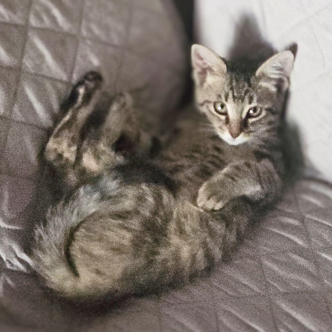 Enlarge Lonnie, a Adoptable Domestic Short Hair in Sunset Valley, TX image 6/6