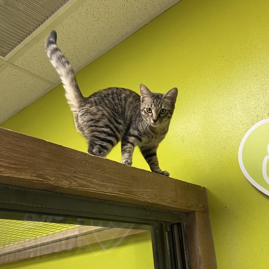 Enlarge Lonnie, a Adoptable Domestic Short Hair in Sunset Valley, TX image 5/6