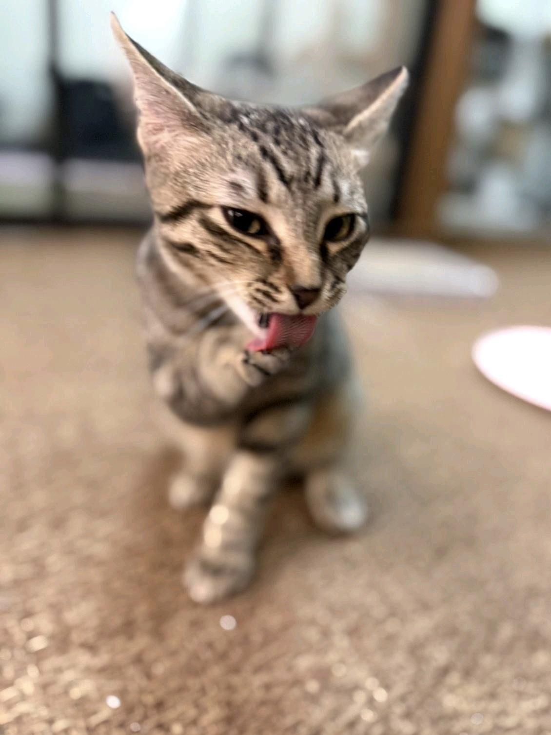 Enlarge Lonnie, a Adoptable Domestic Short Hair in Sunset Valley, TX image 3/6