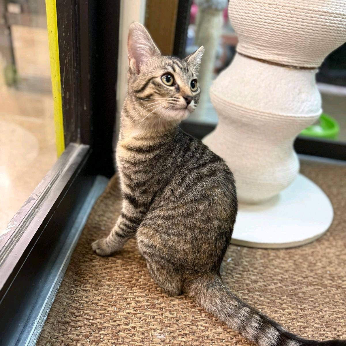 Enlarge Lonnie, a Adoptable Domestic Short Hair in Sunset Valley, TX image 1/6