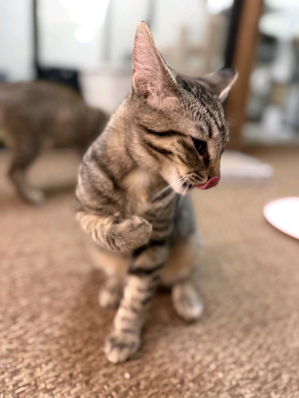 Enlarge Lonnie, a Adoptable Domestic Short Hair in Sunset Valley, TX image 4/6