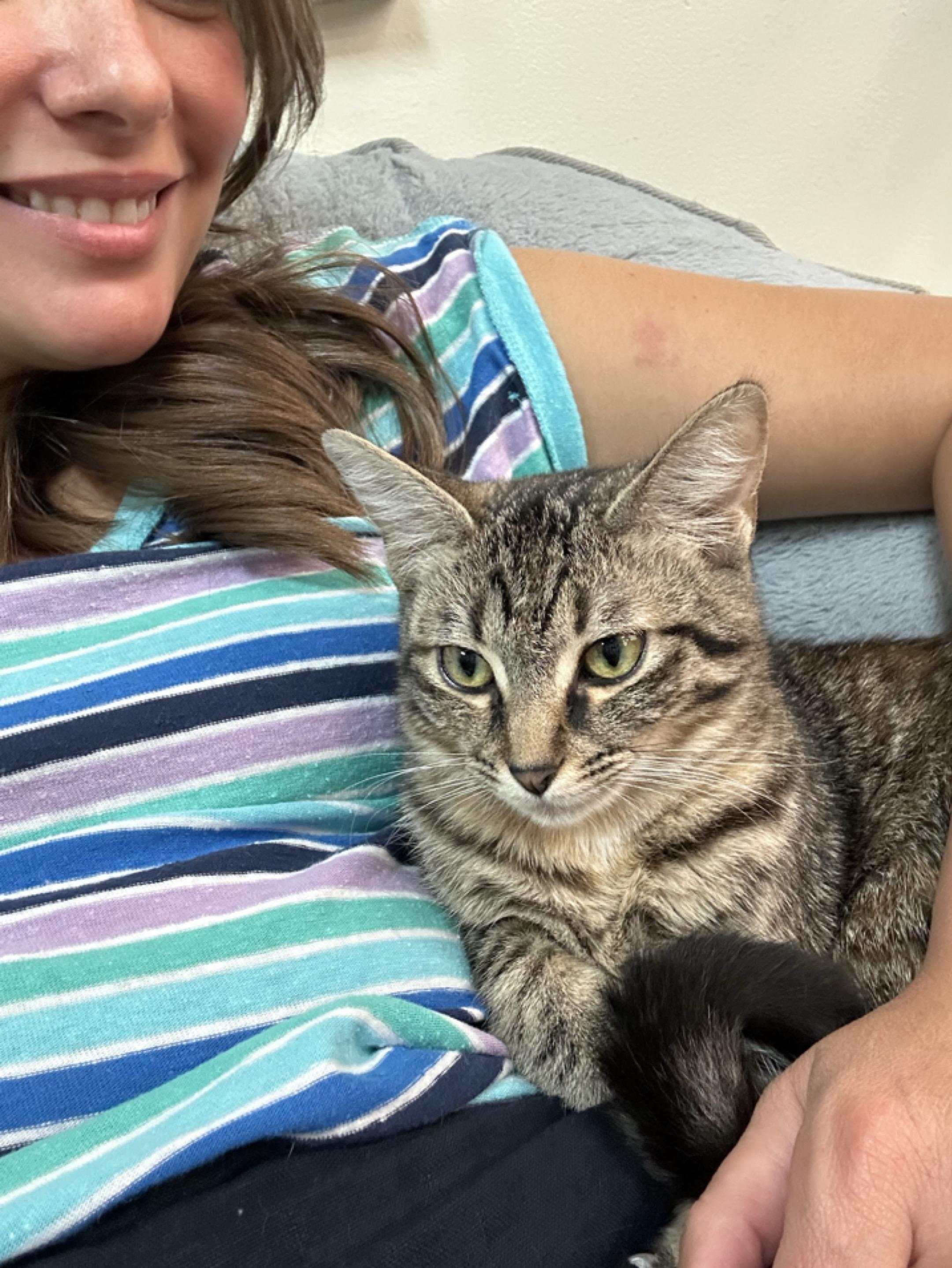 Enlarge Lonnie, a Adoptable Domestic Short Hair in Sunset Valley, TX image 2/6