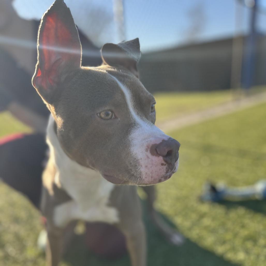 Enlarge Dinky, a Adoptable mixed breed in Bryan, TX image 1/4