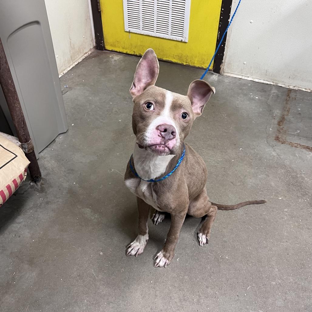 Dinky, Adoptable, Young Male Pit Bull Terrier.