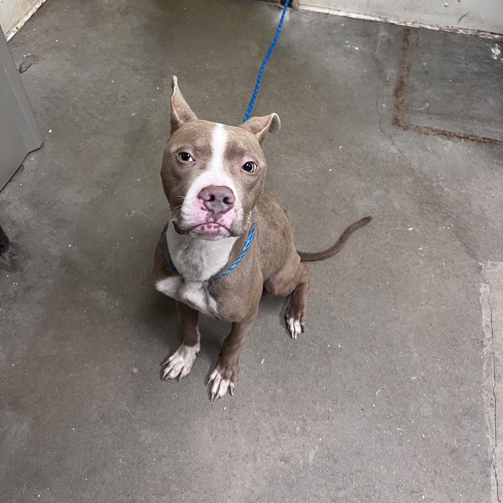 Enlarge Dinky, a Adoptable mixed breed in Bryan, TX image 2/3