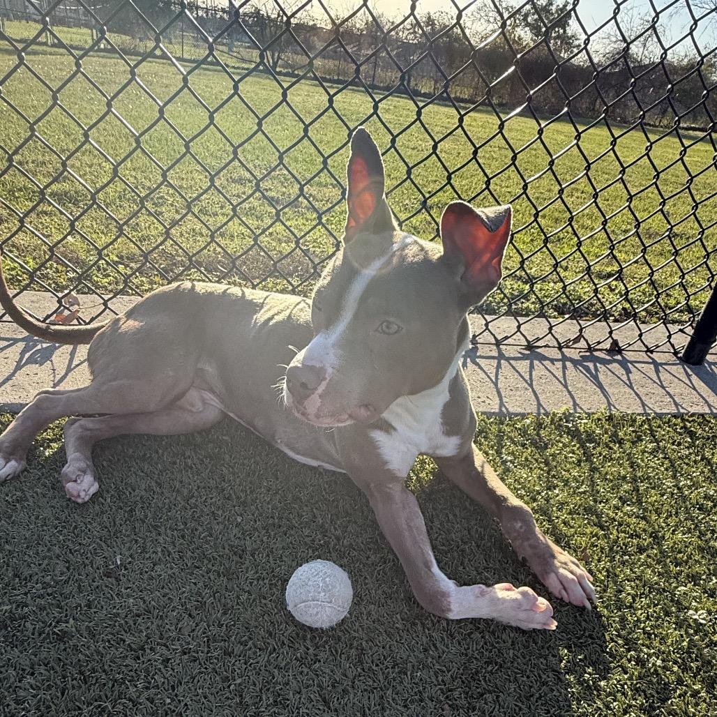Enlarge Dinky, a Adoptable mixed breed in Bryan, TX image 3/4