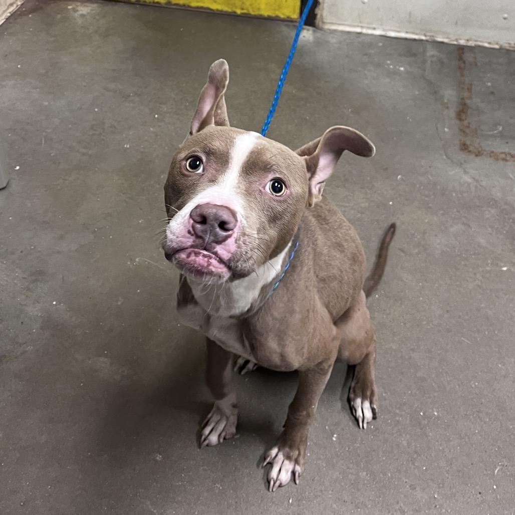 Enlarge Dinky, a Adoptable mixed breed in Bryan, TX image 3/3