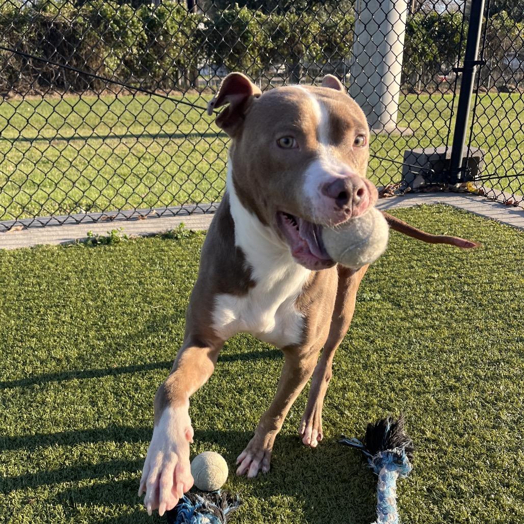 Enlarge Dinky, a Adoptable mixed breed in Bryan, TX image 4/4