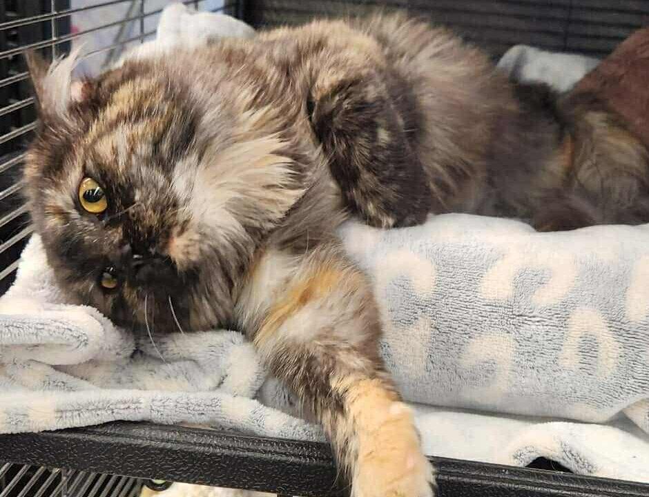 Cutie, a Adopted Tortoiseshell in Calgary, AB image 2/3