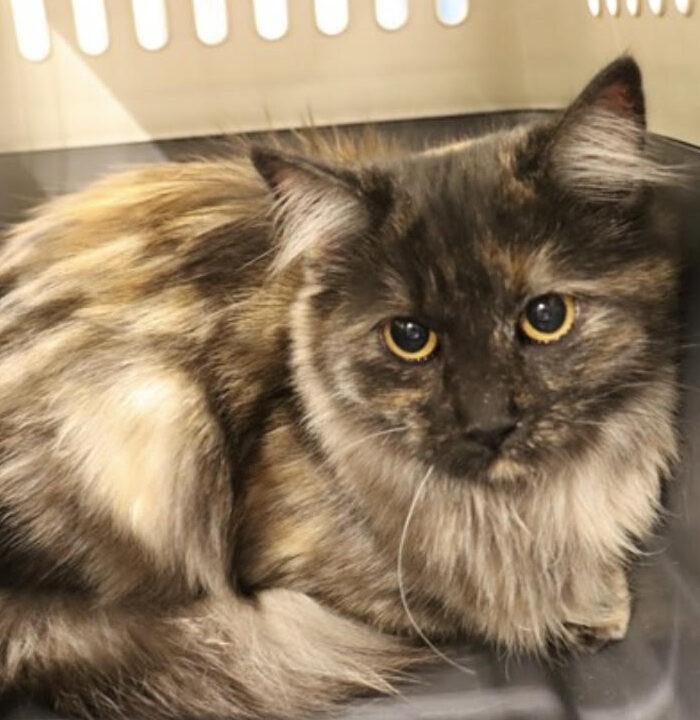 Cutie, a Adopted Tortoiseshell in Calgary, AB image 3/3