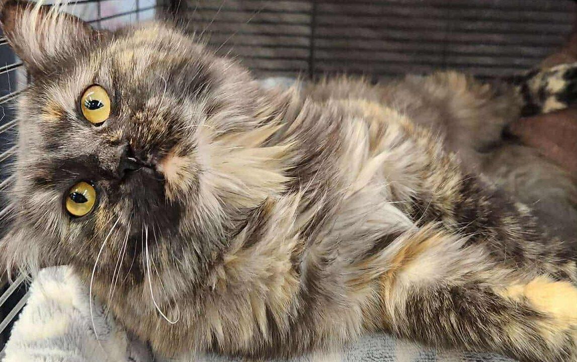 Cutie, Adopted, Adult Female Tortoiseshell.