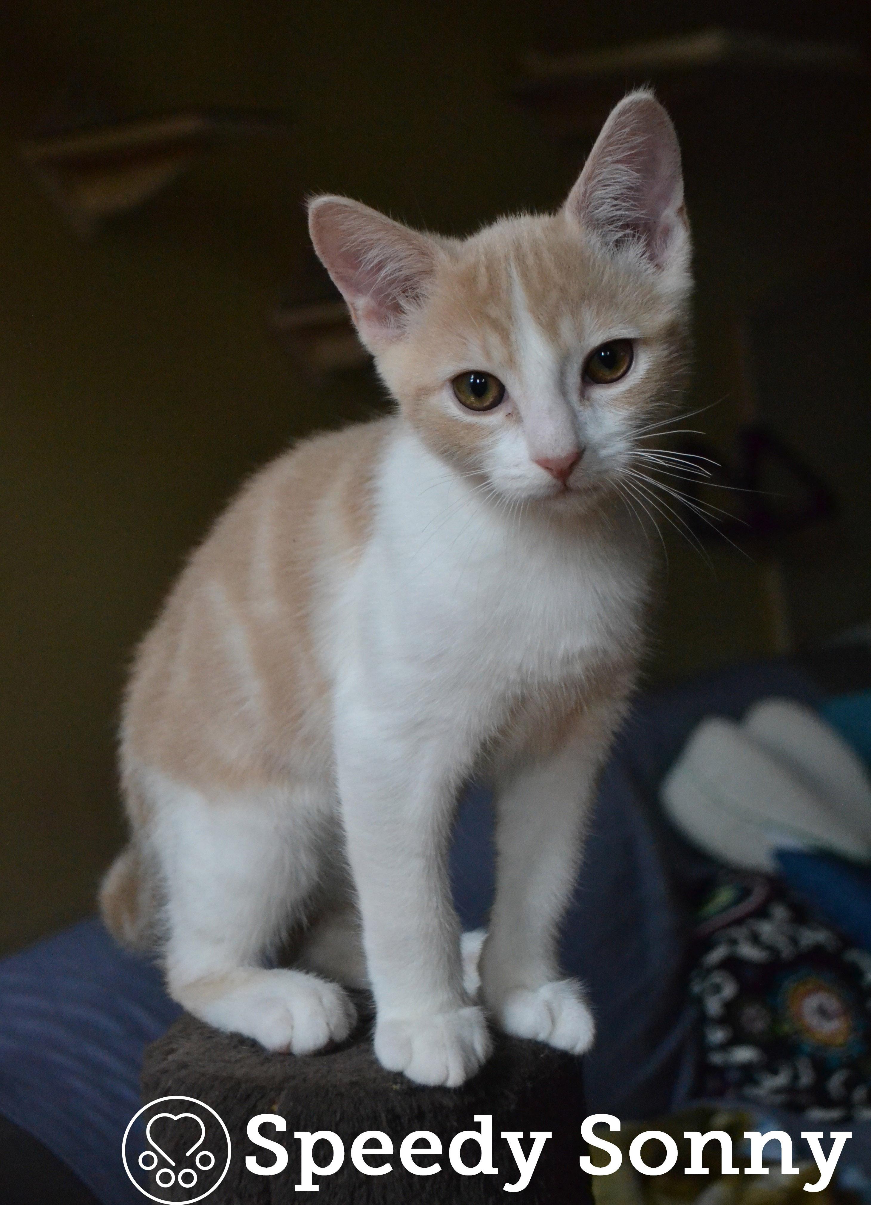 Speedy Sonny, adopted, Kitten Male Domestic Short Hair.