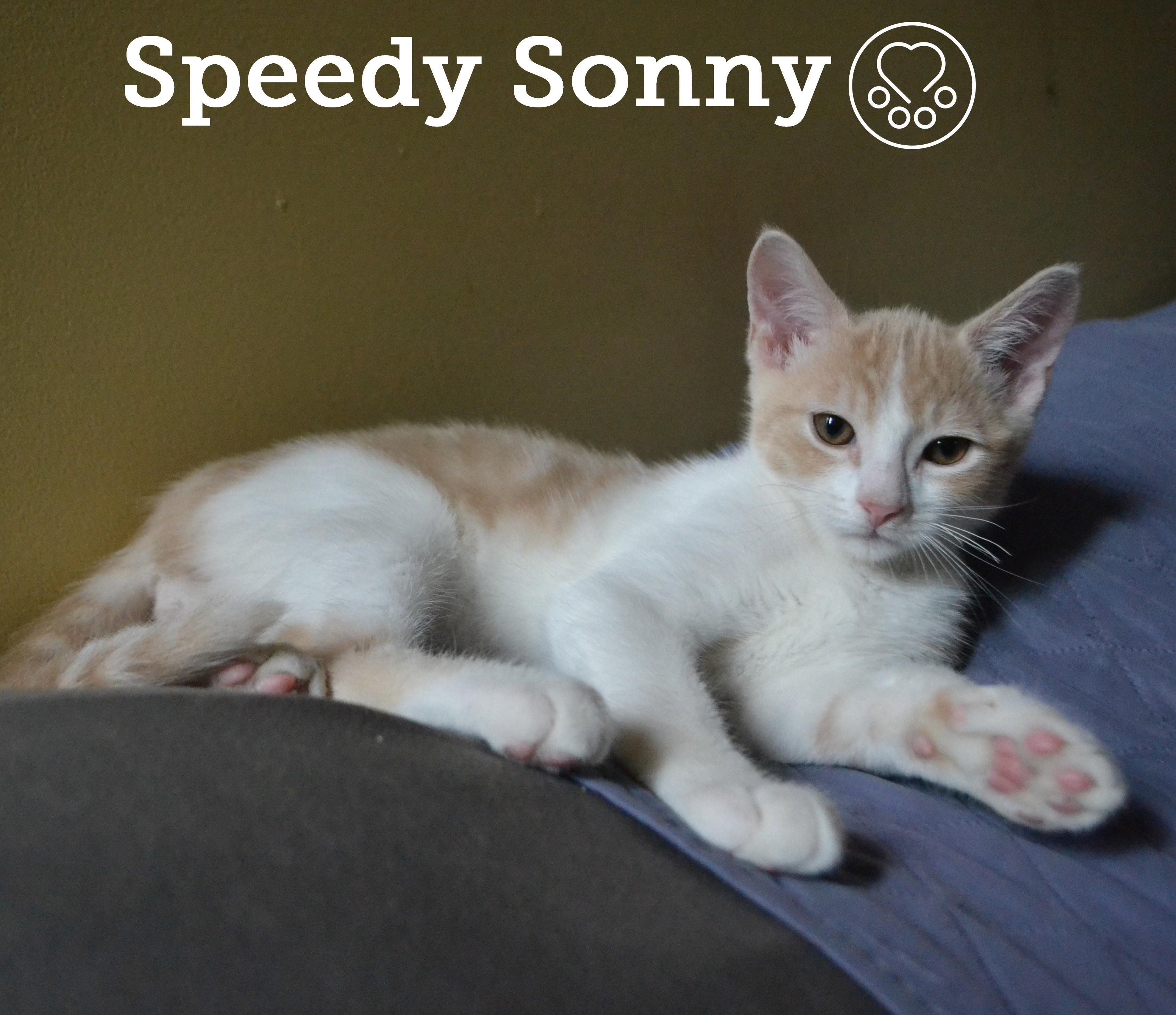Speedy Sonny, an adopted Domestic Short Hair in Anjou, QC image 2/2