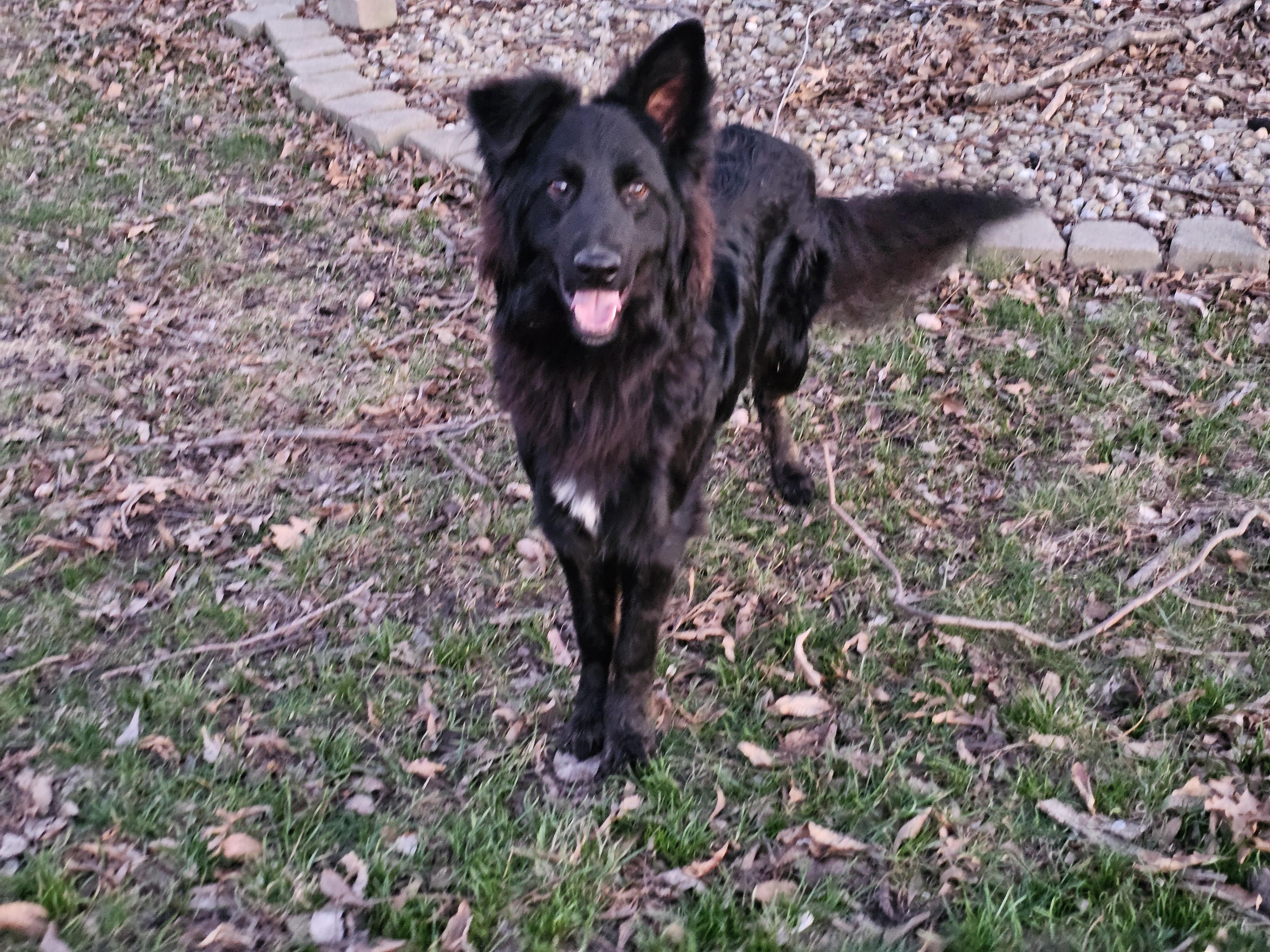 Enlarge Vinnie Springfield , a Adoptable mixed breed in Springfield , IL image 3/6