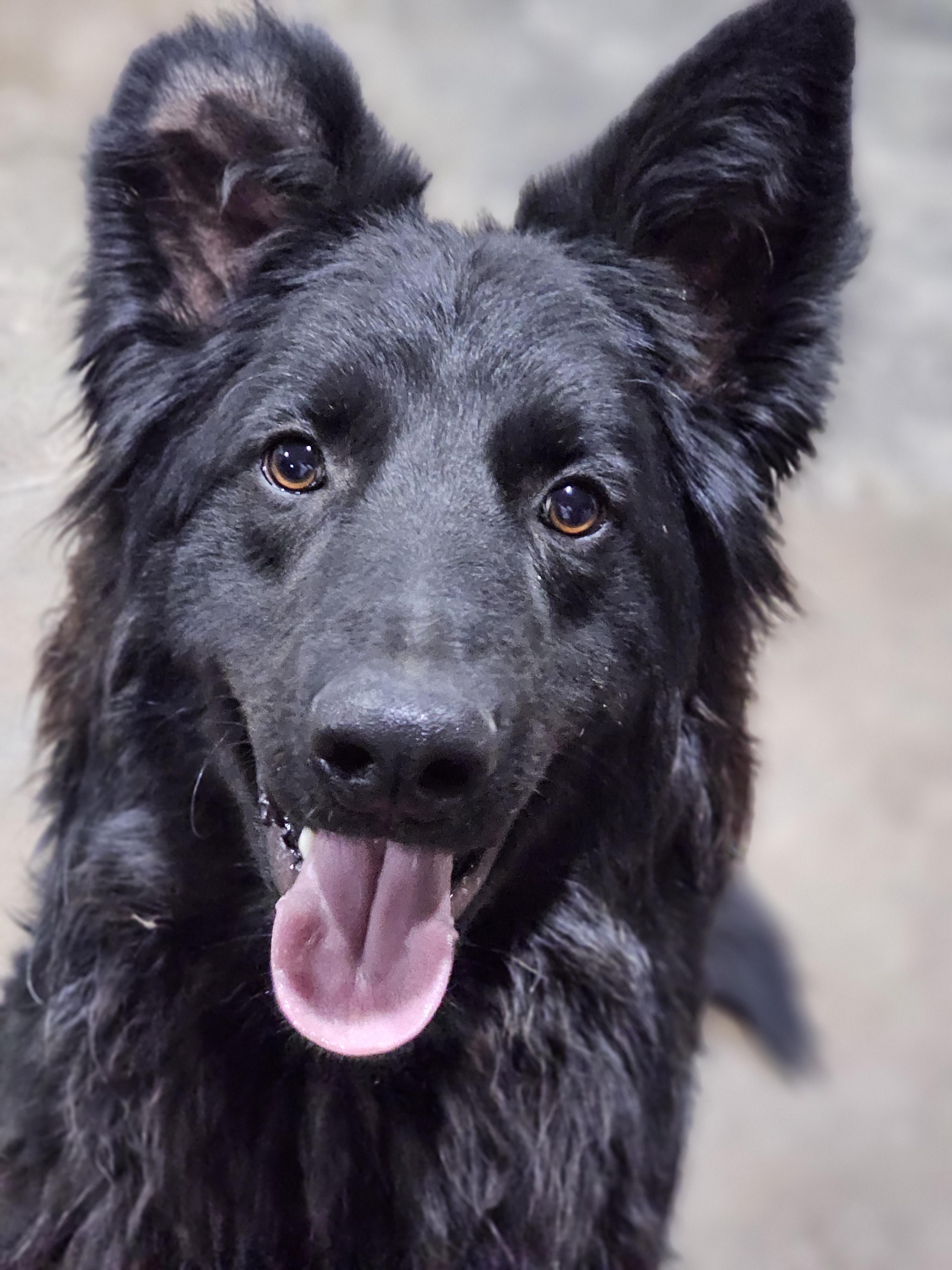 Enlarge Vinnie Springfield , a Adoptable mixed breed in Springfield , IL image 4/6