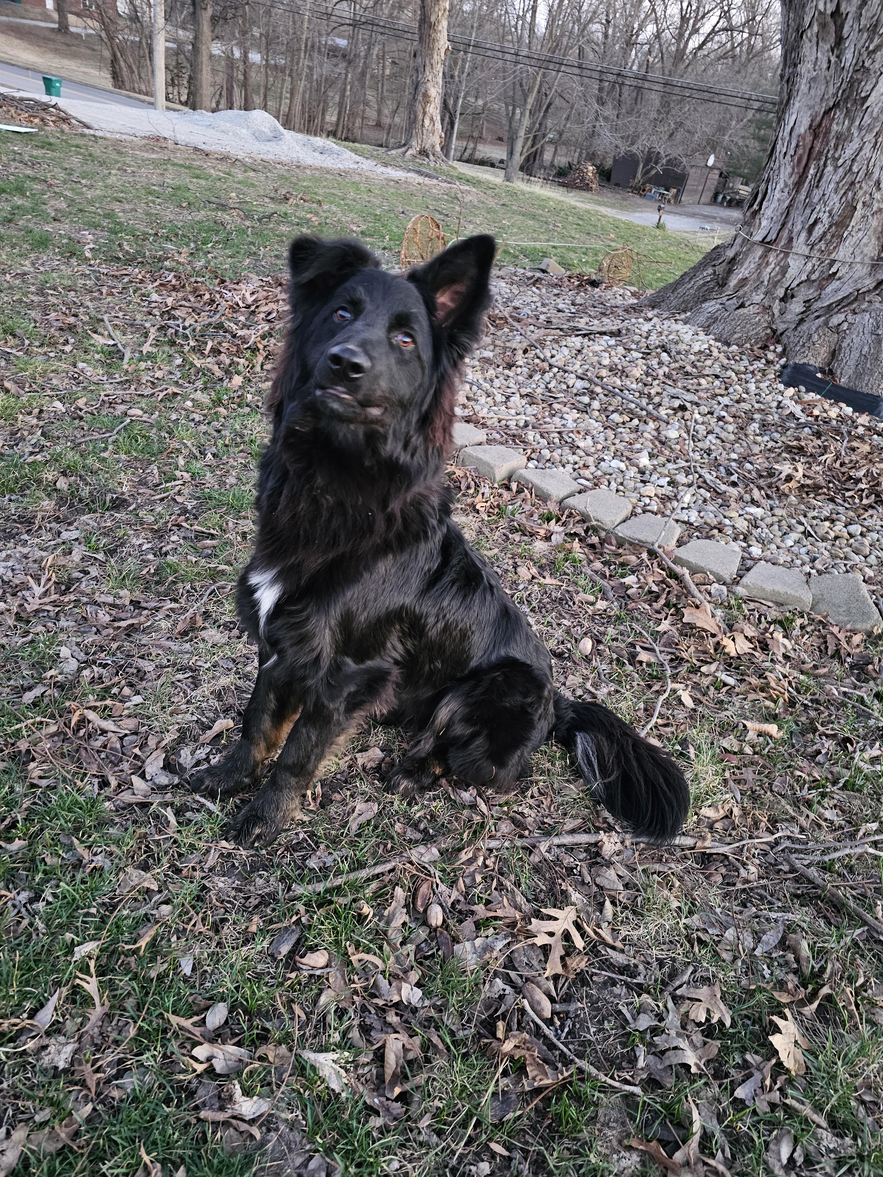 Enlarge Vinnie Springfield , a Adoptable mixed breed in Springfield , IL image 2/6
