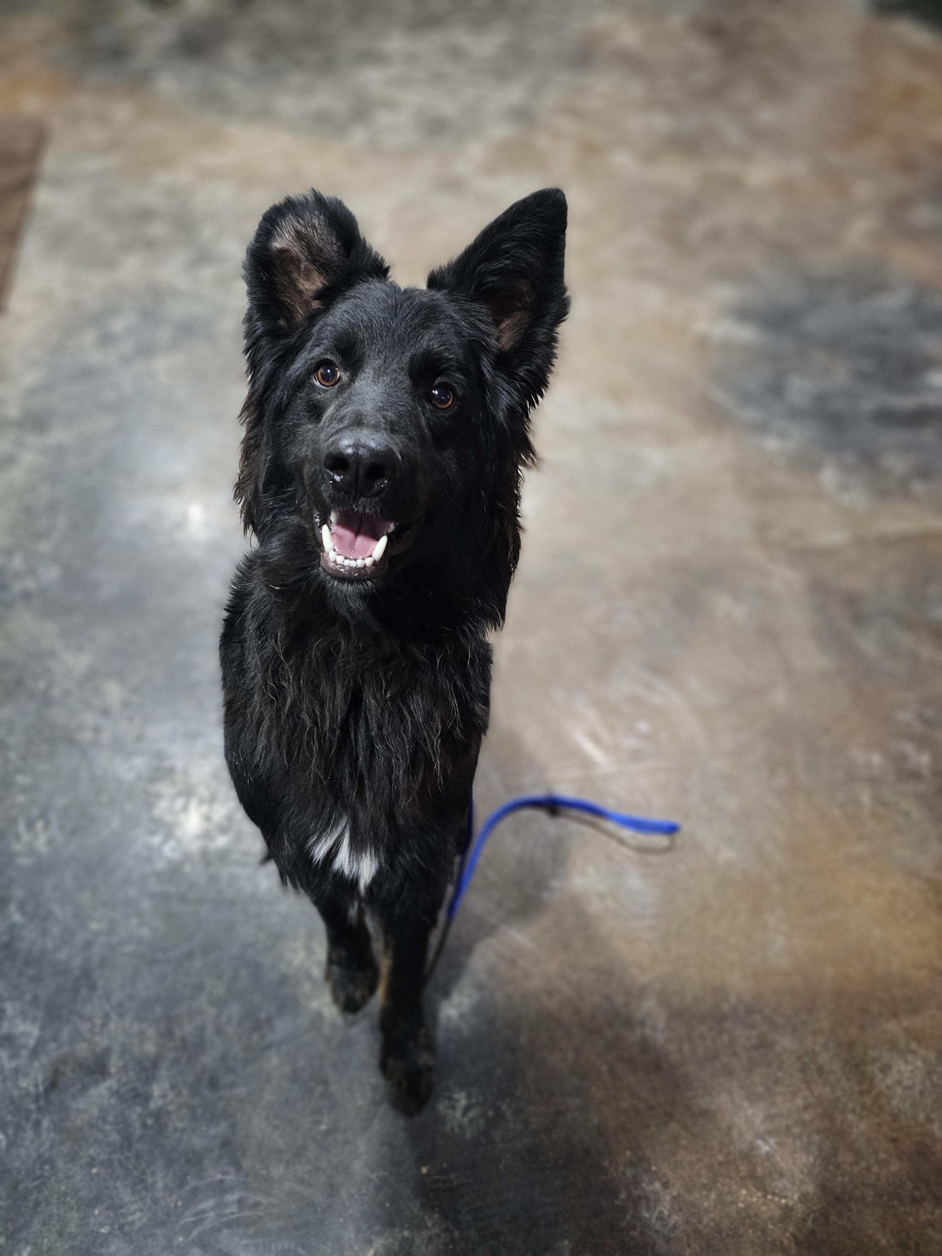 Vinnie Springfield , Adoptable, Adult Male German Shepherd Dog & Border Collie.