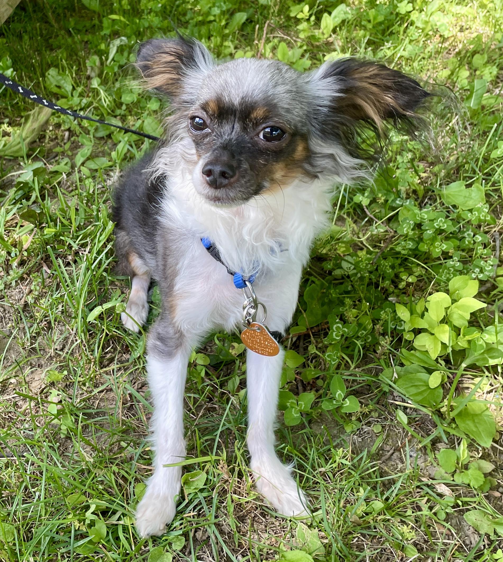Isaac, ADOPTABLE, Young Male Papillon & Chihuahua.