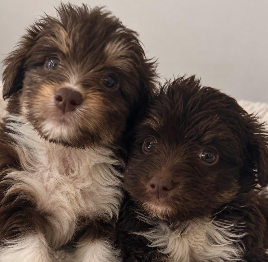 Enlarge Mabel and Tansey, a Adoptable mixed breed in Cerritos, CA image 1/1