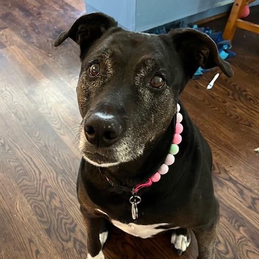 Ruby, ADOPTABLE, Senior Female Labrador Retriever.