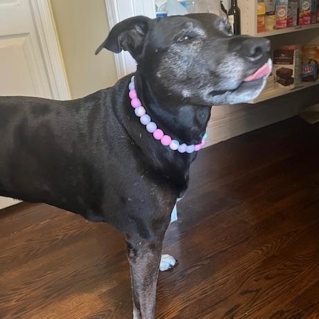 Ruby, a ADOPTABLE mixed breed in Chelmsford, MA image 2/4