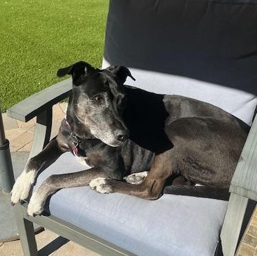 Ruby, a ADOPTABLE mixed breed in Chelmsford, MA image 3/4