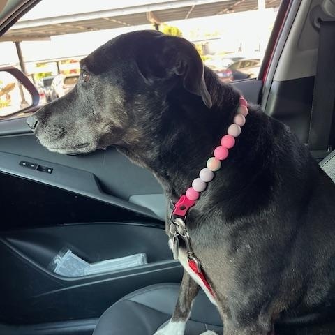 Ruby, a ADOPTABLE mixed breed in Chelmsford, MA image 4/4