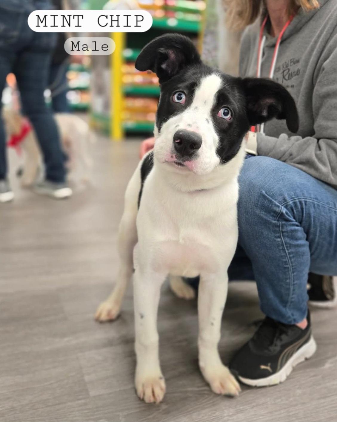 Enlarge Mint Chip, a Adopted mixed breed in Rice Lake, WI image 1/1