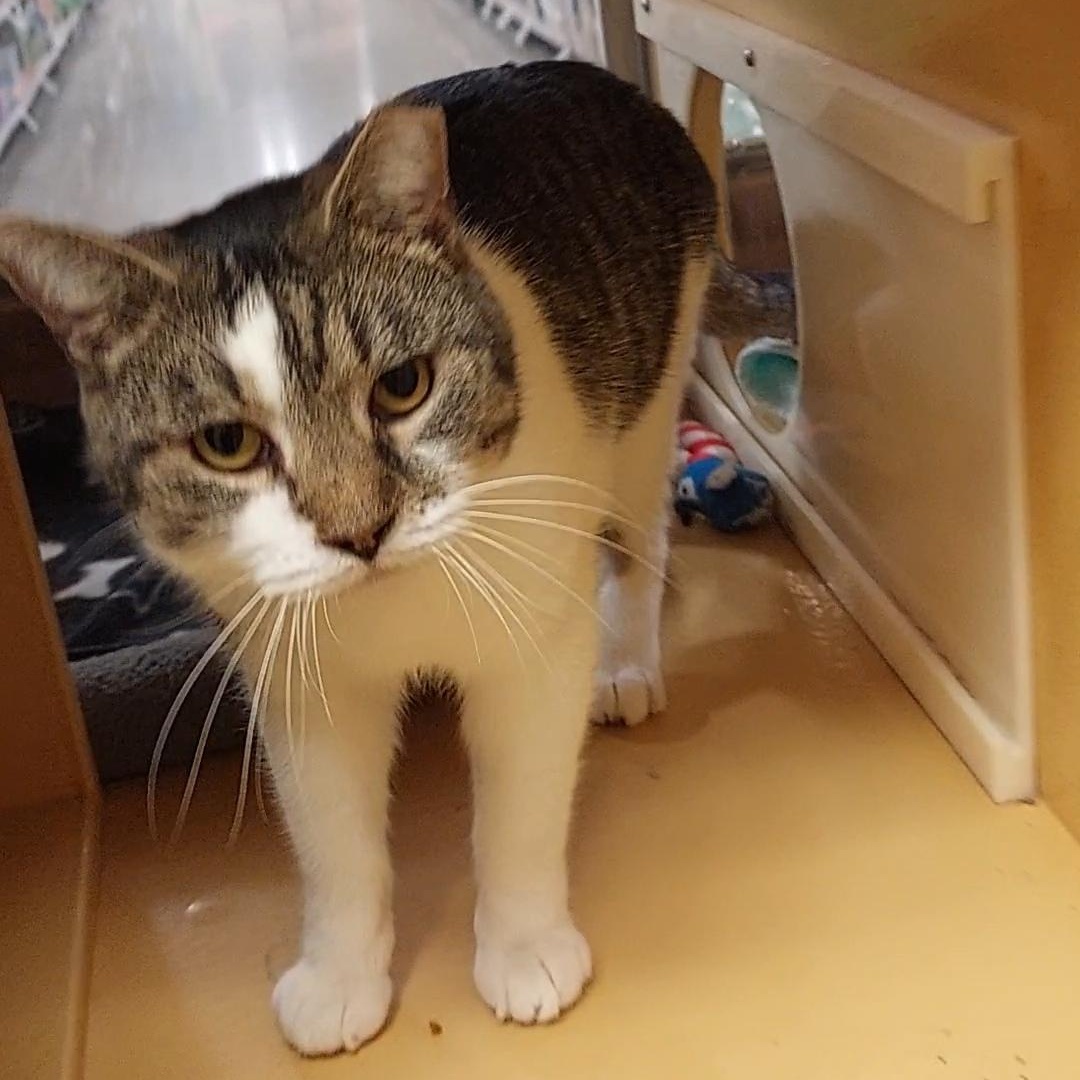 Enlarge Louisa, a ADOPTABLE Domestic Short Hair in Gerrardstown, WV image 1/5