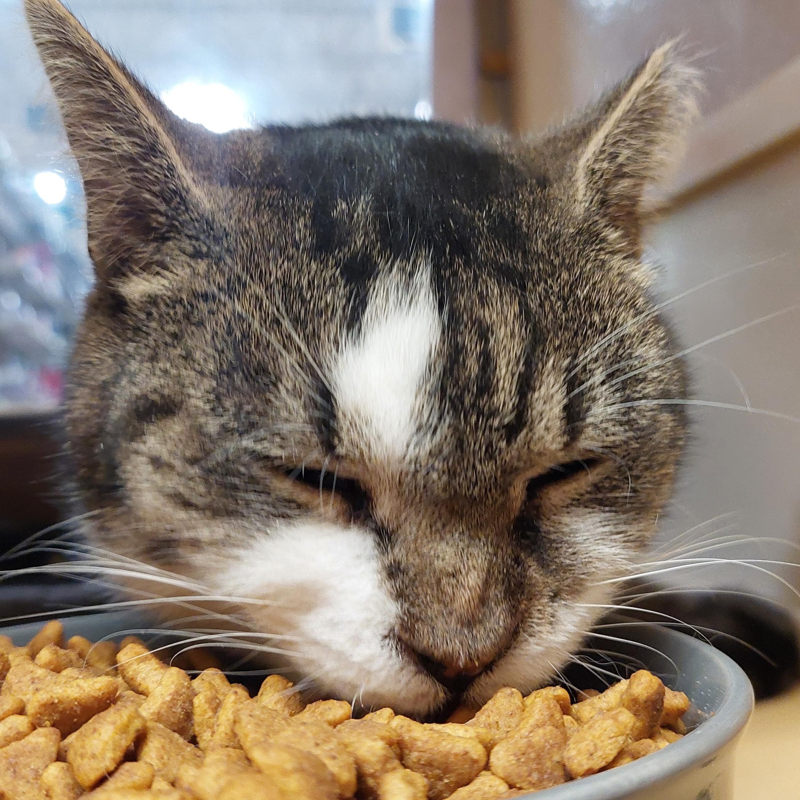 Enlarge Louisa, a ADOPTABLE Domestic Short Hair in Gerrardstown, WV image 2/5