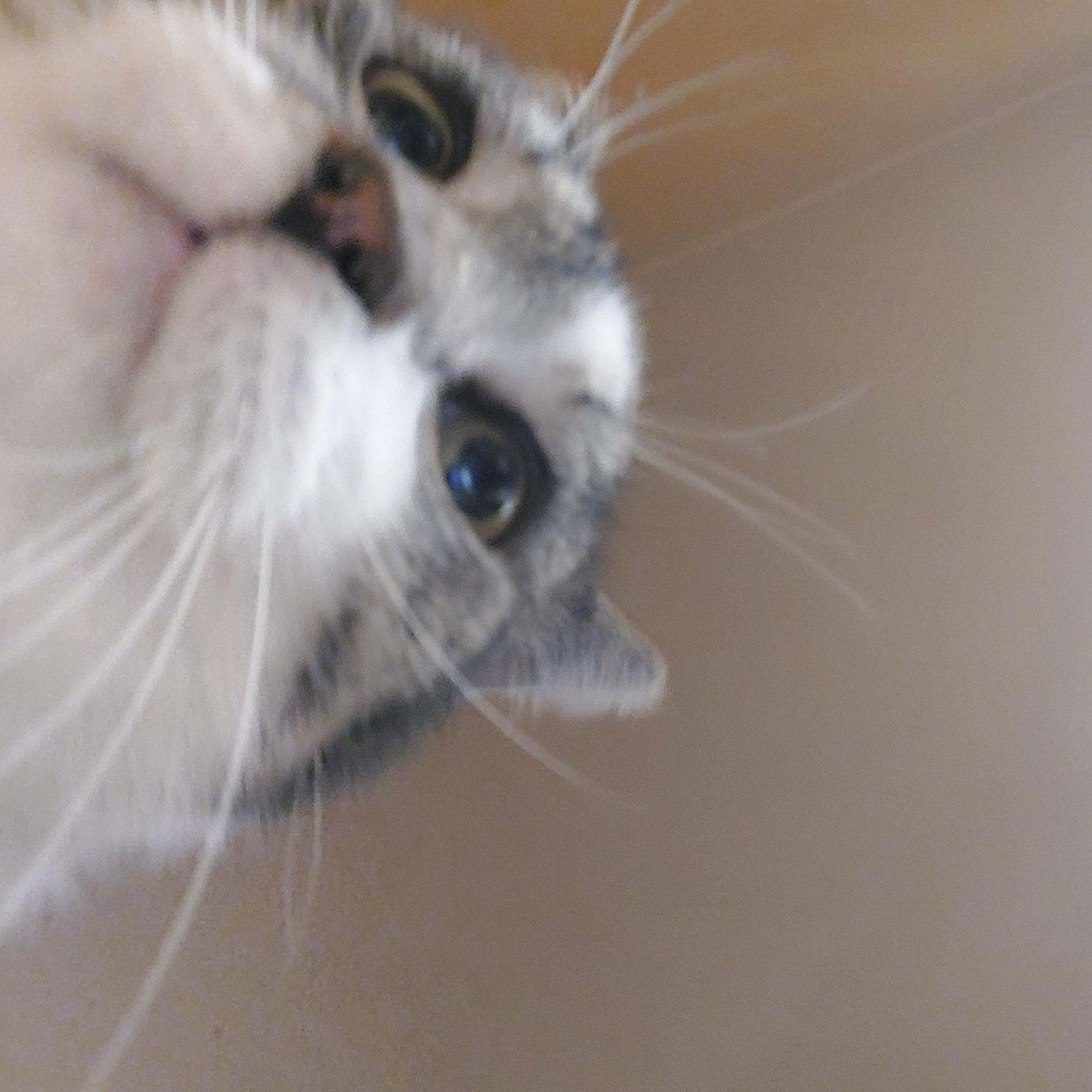 Enlarge Louisa, a ADOPTABLE Domestic Short Hair in Gerrardstown, WV image 3/5