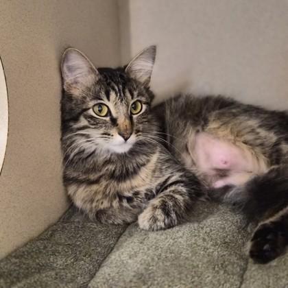 Linda, a ADOPTABLE mixed breed in Sacramento, CA image 2/2
