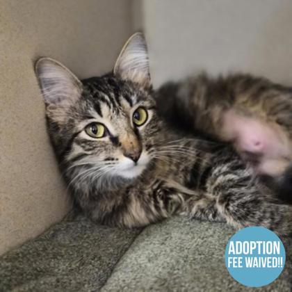 Linda, ADOPTABLE, Young Female Domestic Medium Hair.