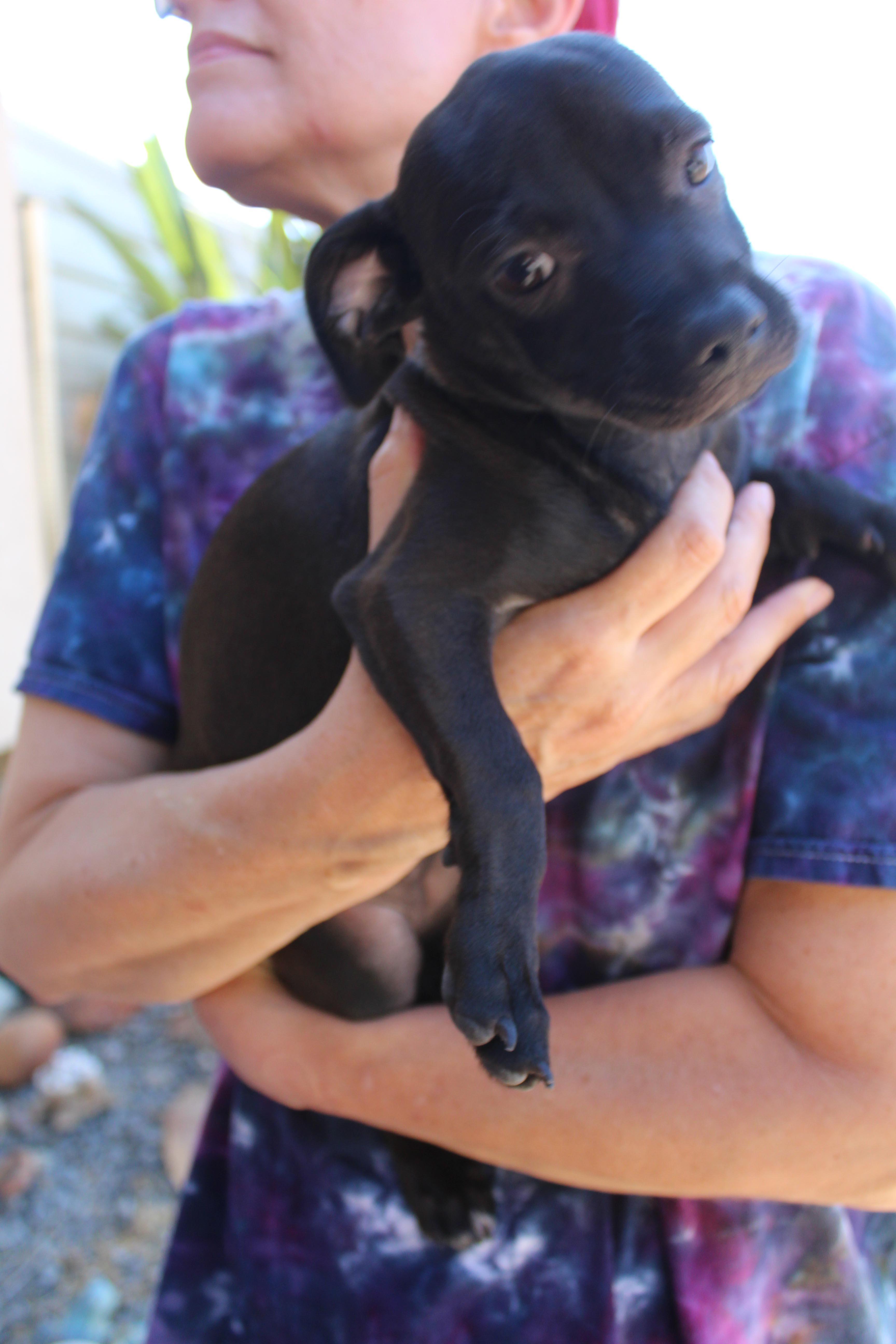 Enlarge Molly, an adopted mixed breed in Imperial Beach, CA image 2/5