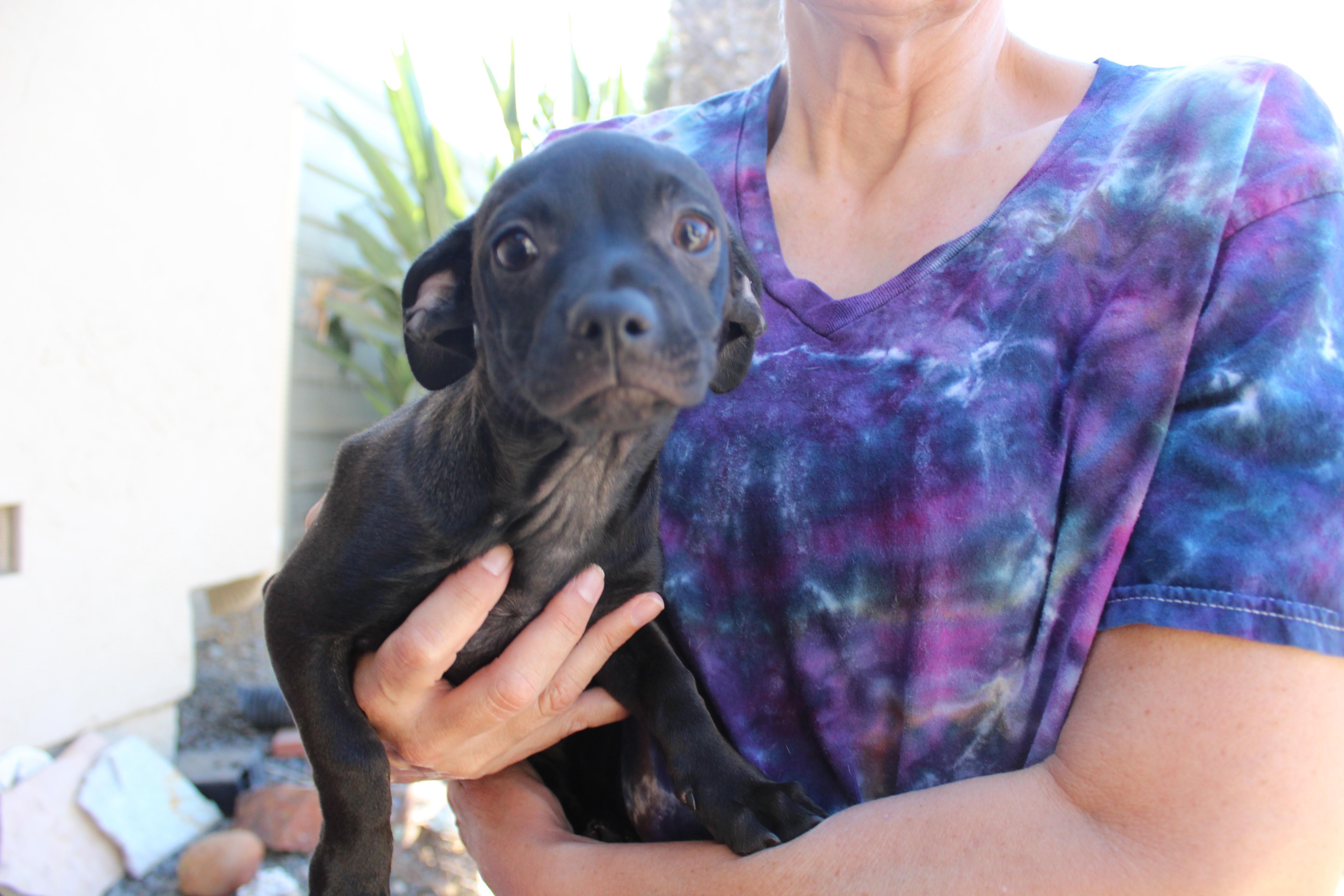 Enlarge Molly, an adopted mixed breed in Imperial Beach, CA image 1/5