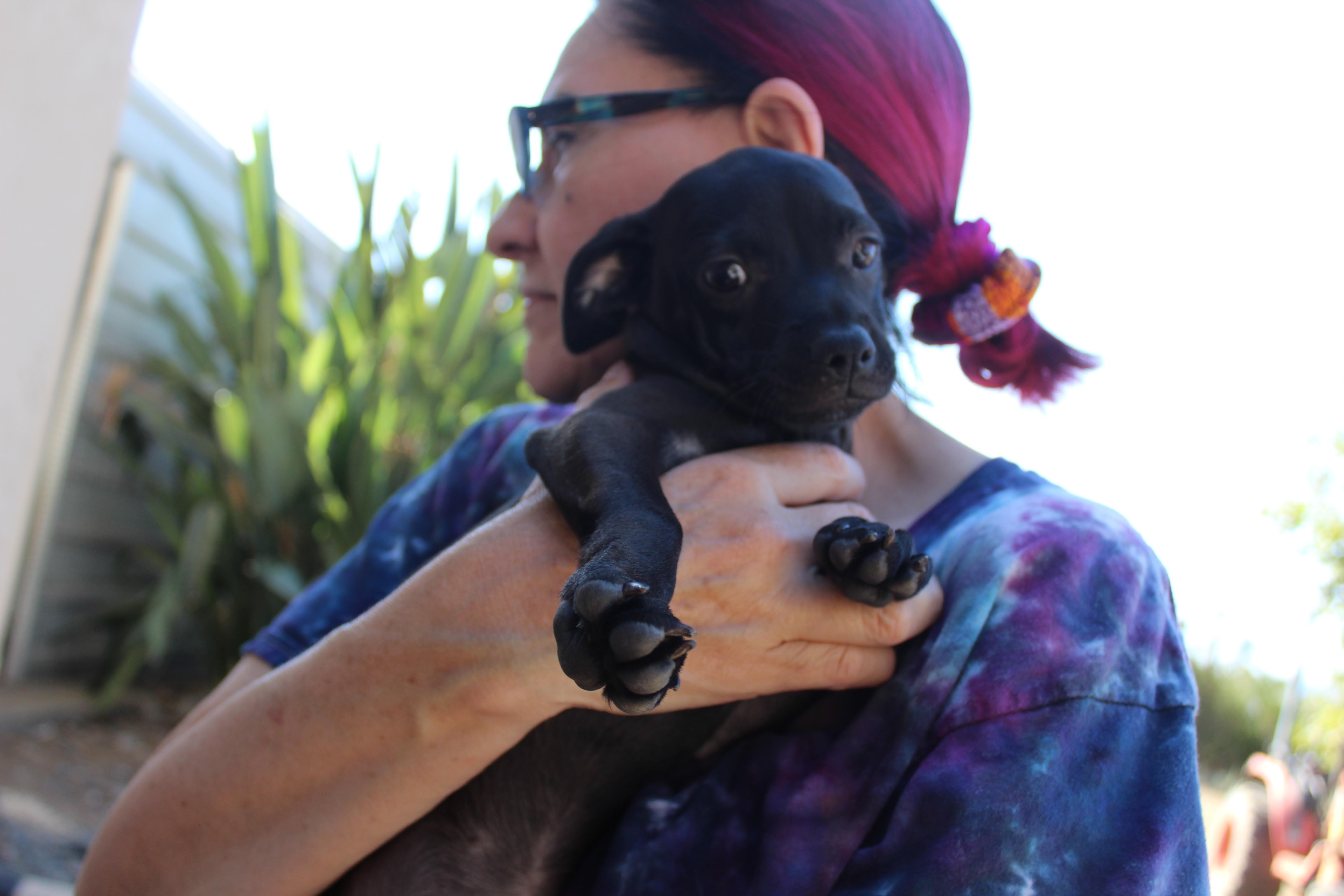 Enlarge Molly, an adopted mixed breed in Imperial Beach, CA image 5/5